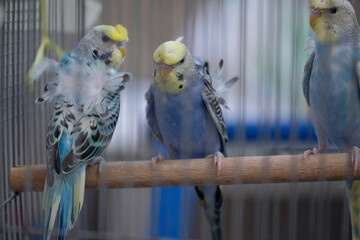 blue and yellow macaw