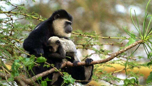 Black-and-white colobus or colobi - Colobus guereza, monkey native to Africa, related to red colobus monkey of Piliocolobus, long tail, female with young child cub on the tree in Kenya.