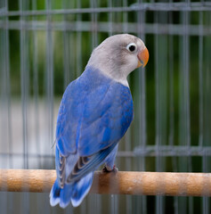 blue and yellow macaw