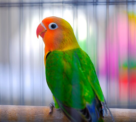 blue and yellow macaw