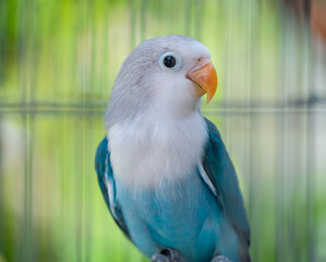 blue and yellow macaw