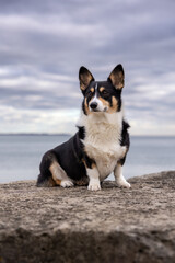 Tri colored Pembroke Welsh corgi sitting outside on a rock jetty on the water