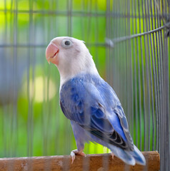 blue and yellow macaw