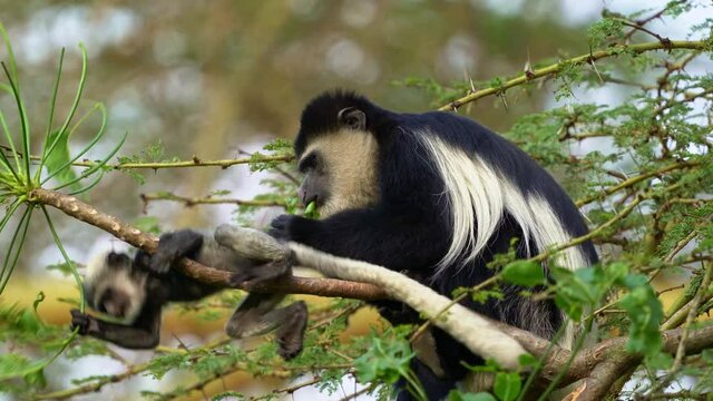 Black-and-white colobus or colobi - Colobus guereza, monkey native to Africa, related to red colobus monkey of Piliocolobus, long tail, female with young child cub on the tree in Kenya.