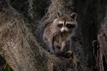 Raccoon in a mossy tree 