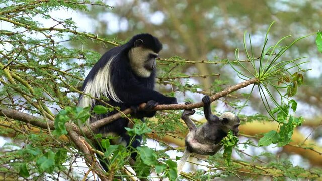 Black-and-white colobus or colobi - Colobus guereza, monkey native to Africa, related to red colobus monkey of Piliocolobus, long tail, female with young child cub on the tree in Kenya.