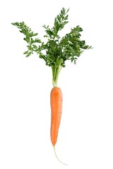 Fresh orange carrots with green leaf