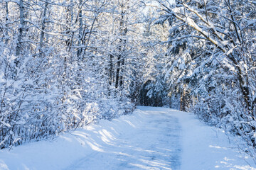 Public park winter landscape