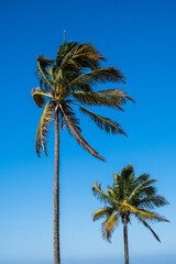 Obraz premium coconut trees on blue sky