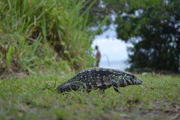lizard on the ground