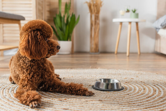 brown poodle lying near metallic bowl on round rattan carpet.