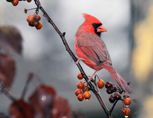 Northern Cardinal