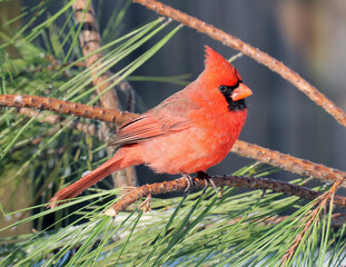 Northern Cardinal  