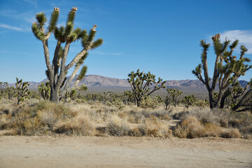 Joshua Tree