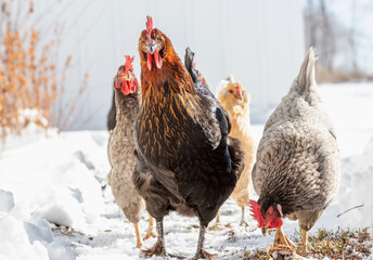 A flock of chickens walking down a snowy path in the wintertime.