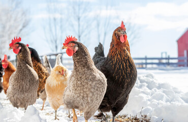 Backyard chickens walking down a snowy path on a far in the winter. - Powered by Adobe