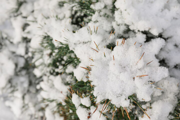 Coniferous branches covered with snow, closeup