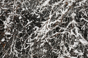 Tree branches covered with snow