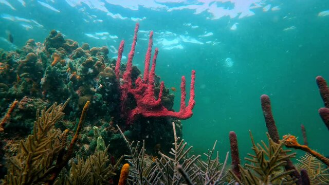 Coral reef environment, beautiful underwater ocean scenery, soft coral forest, red tree sponge (Ptilocaulis ), fish, underwater life.