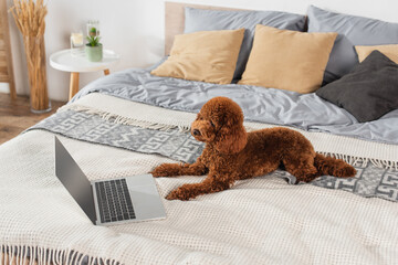 groomed poodle lying near laptop on bed.