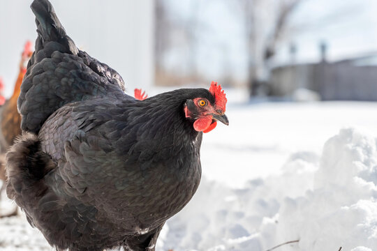 A black australorp chicken hen in the winter time outside in the snow.