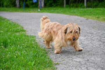 Small brown dog is running in the park. Cute shaggy puppy plays in nature. Pets.