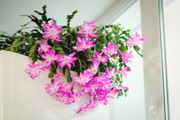 Holiday cactus blooming in winter season, Schlumbergera flowering houseplant
