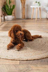 groomed brown poodle lying on round rattan carpet at home.