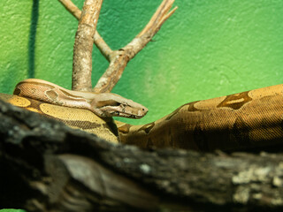 A boa constrictor snake on top of a branch in the serpentarium of Balneário Camboriú
