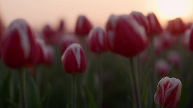 Closeup tulips growing in spring garden. Blooming flowers macro in sunset lights