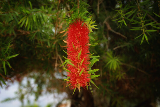 Red Pine Tree