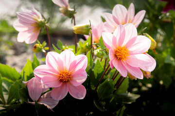 pink lotus flower