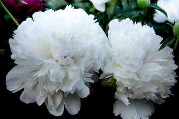 white chrysanthemum flower