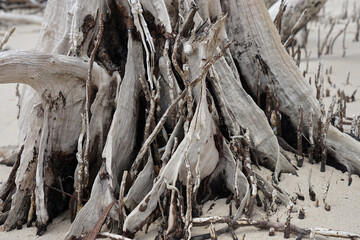 Weathered trunk and roots of a dead tree on the sandy beach