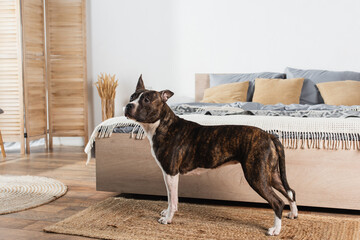 american staffordshire terrier standing on rattan carpet near bed.
