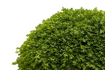 Obraz premium Fresh a gardening green grass