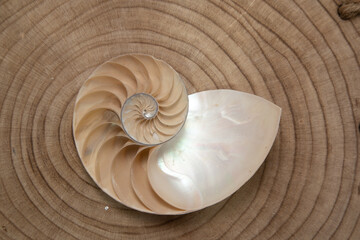 nautilus shell on a wooden background