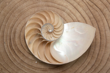 nautilus shell on a wooden background