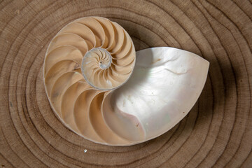 nautilus shell on a wooden background