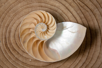 nautilus shell on a wooden background