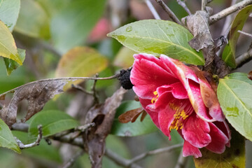Camellia Flower Bloom
