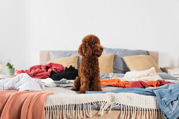 brown poodle sitting on bed around modern clothes.