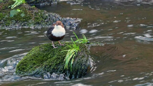 White-throated Dipper - Cinclus cinclus sitting on the stone in the middle of the river. Detail of the bird black brown white bird in the water. Singing european songbird.