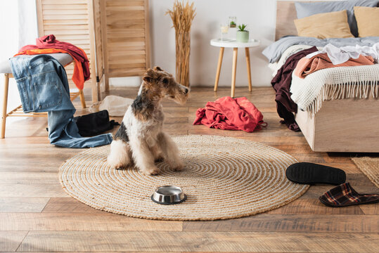 wirehaired fox terrier sitting near metallic bowl on round rattan carpet around clothes.