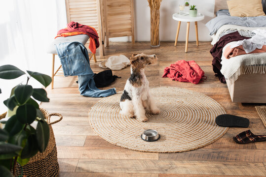 wirehaired fox terrier sitting on round rattan carpet near bowl around clothes.