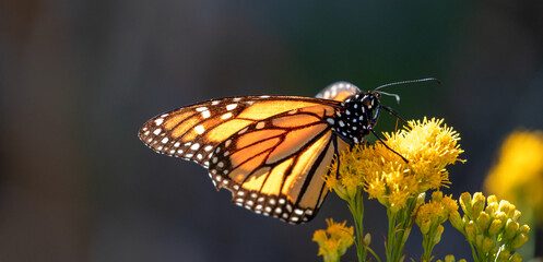 Fototapeta na wymiar Sunlit Monarch Butterfly in Pismo Beach Monarch Butterfly Grove on the Central Coast of California USA