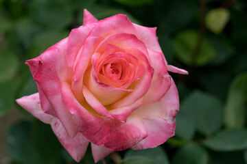 pink rose