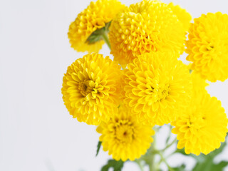 黄色いピンポンマム