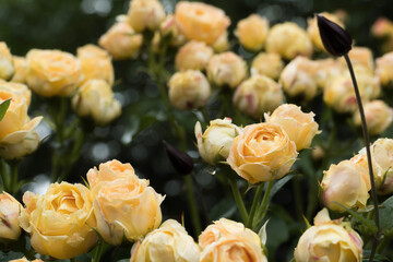 bouquet of roses