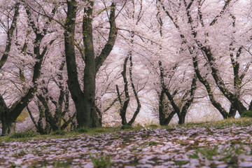 満開の桜と花びらの絨毯
